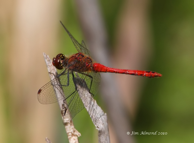 Ruddy  Darter male VP 19 7 10 IMG_0586